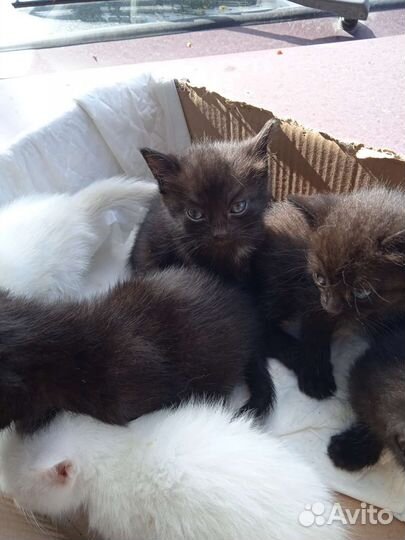 Котята в добрые руки бесплатно