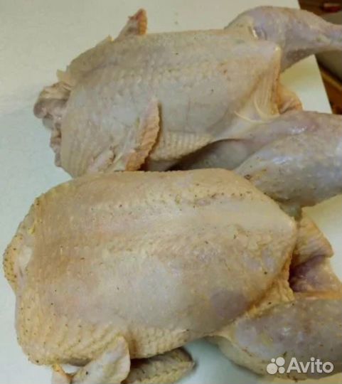 Куры бройлер