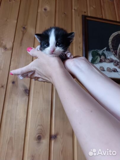 Отдам в хорошие руки котят