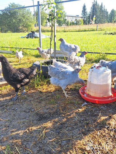 Куры молодки, цыплята