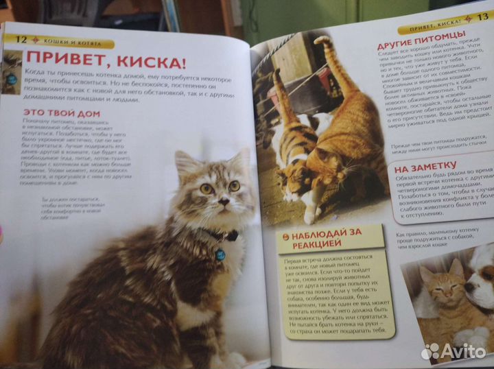 Энциклопедия. Кошки и котята