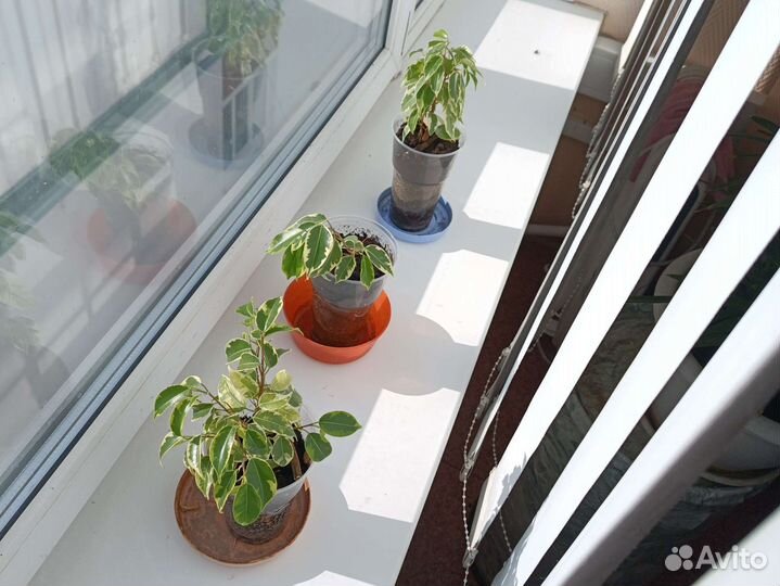 Фикус бенджамина пестролистный