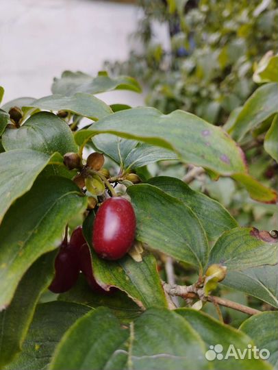 Кизил,ягода