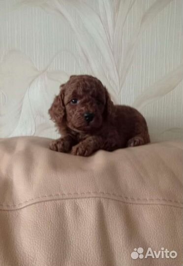 Той-пудель девочка