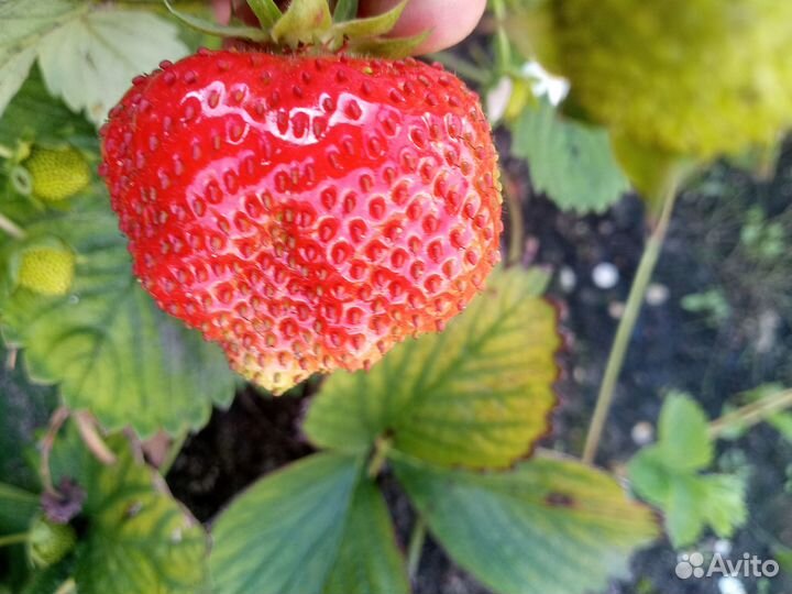 Саженцы клубники