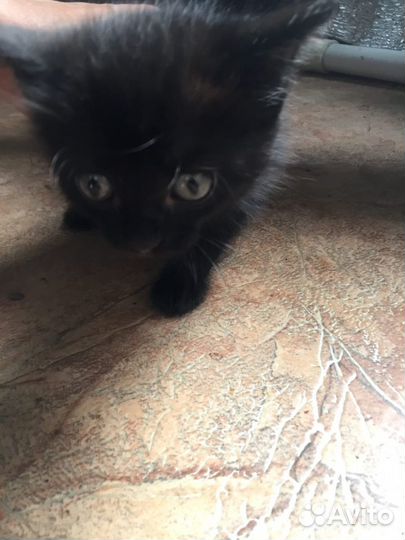 Котята