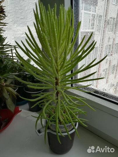 Кактусы и суккуленты