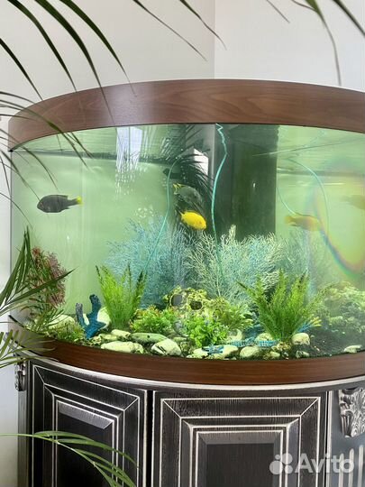 Панорамный угловой аквариум juwel 200 Л