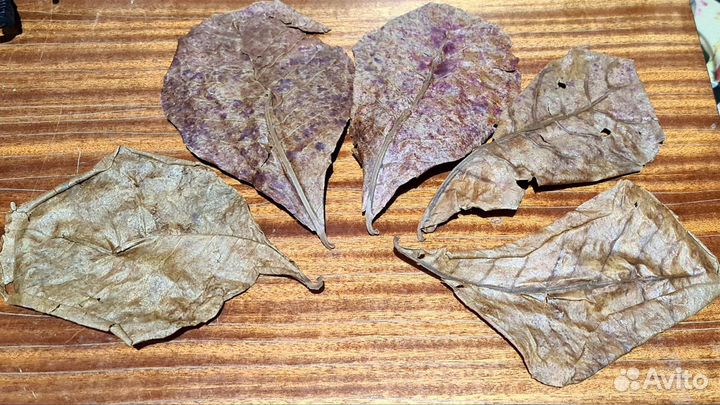 Шишки Амбрового дер., Листья Миндаля