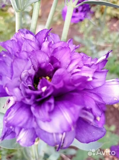 Эустома рассада