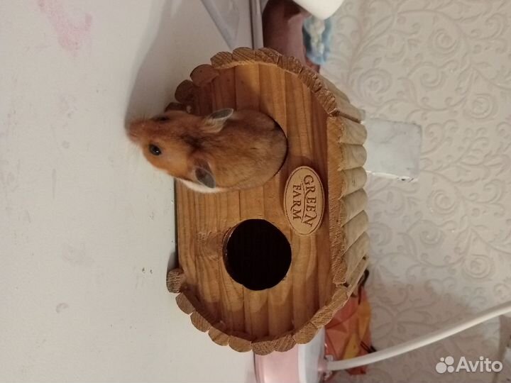 Домик для хомяков
