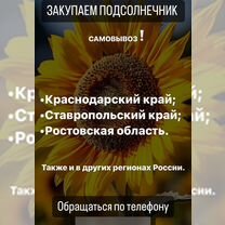 Закупаю подсолнечник