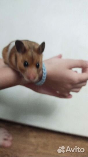 Джунгарский хомяк девочка