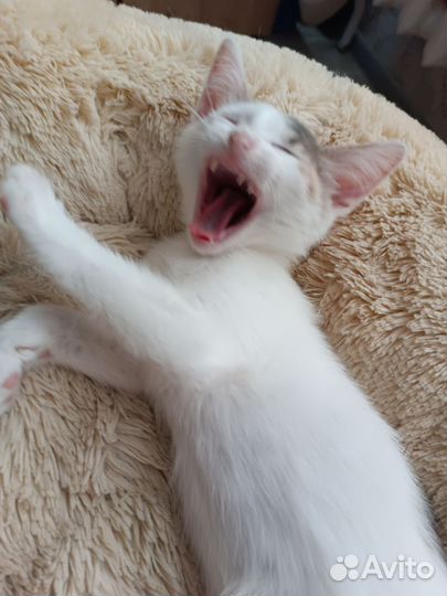 Котята в добрые руки бесплатно