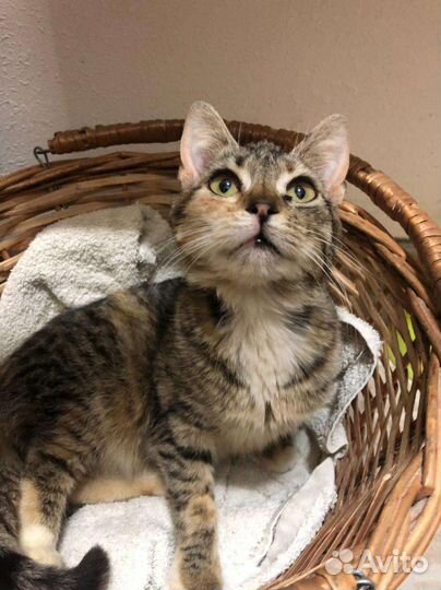 Кошка в дар