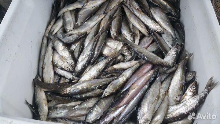 Свежая ряпушка, лещ, налим, щука, сиг, горбуша, тр