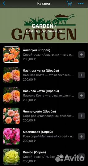 Кустовые розы (саженцы)цветы