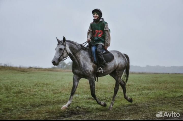 Продажа лошадей