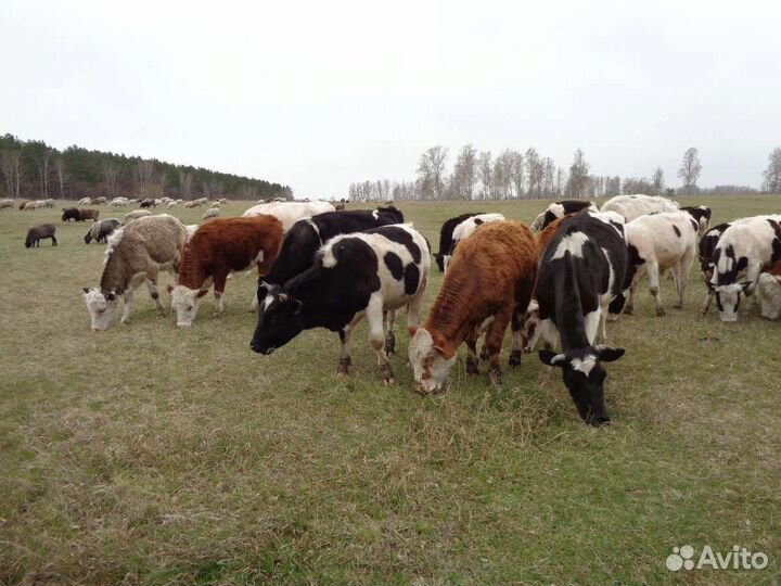 Коровы телята тёлки бычки