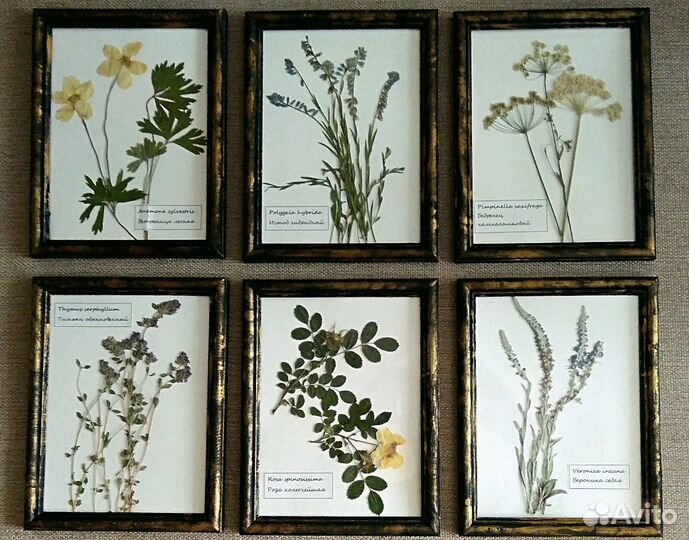 Гербарная коллекция картин