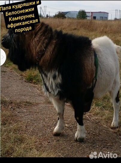 Камерунские козы 87.5% 5 мес