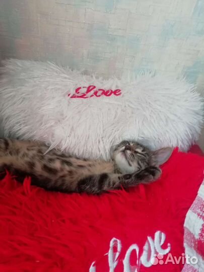 Продам котенка