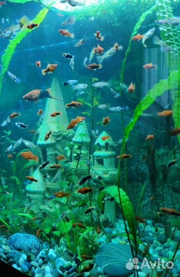 Аквариумные рыбки