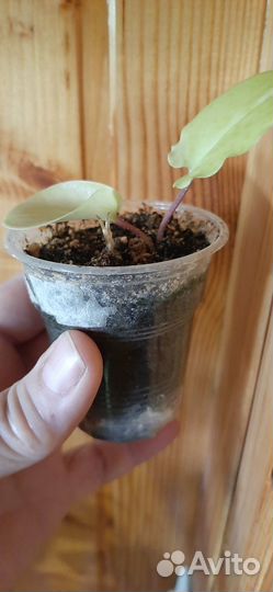 Комнатные растения - разные