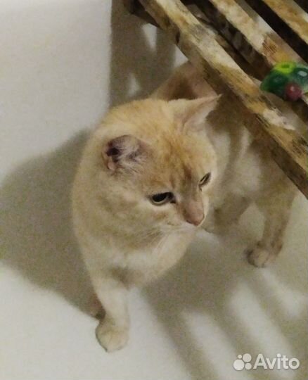 Кот ищет дом