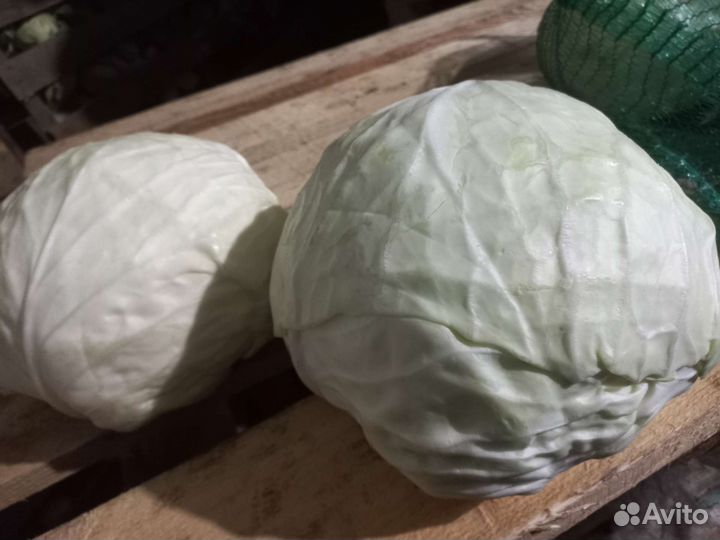 Капуста крупный