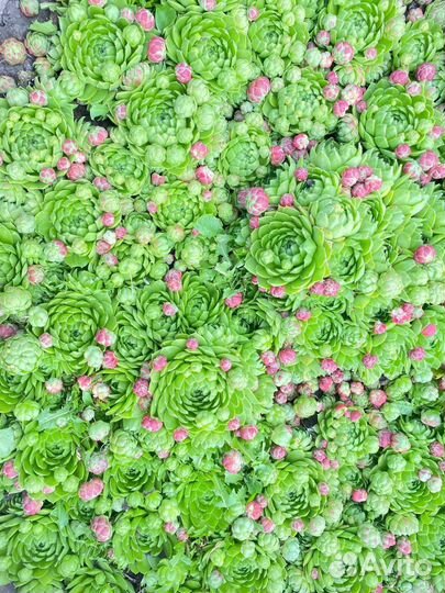 Молодило каменная роза