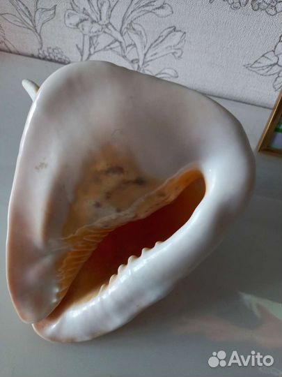 Большая ракушка