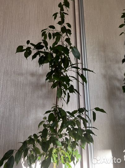 Фикус бенджамина