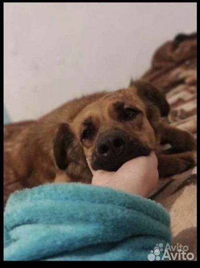 Собака Вечный двигатель