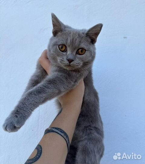 Шотланская кошечка
