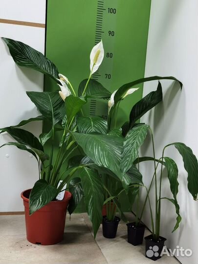 Цветущие делёнки,крупный Спатифиллум Свит Лауретта