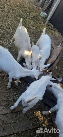 Коза дойная