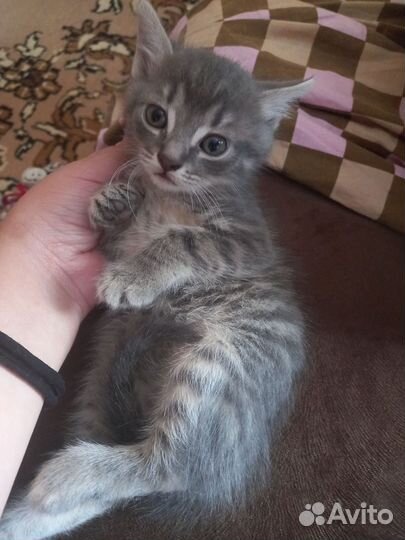 Коты бесплатно