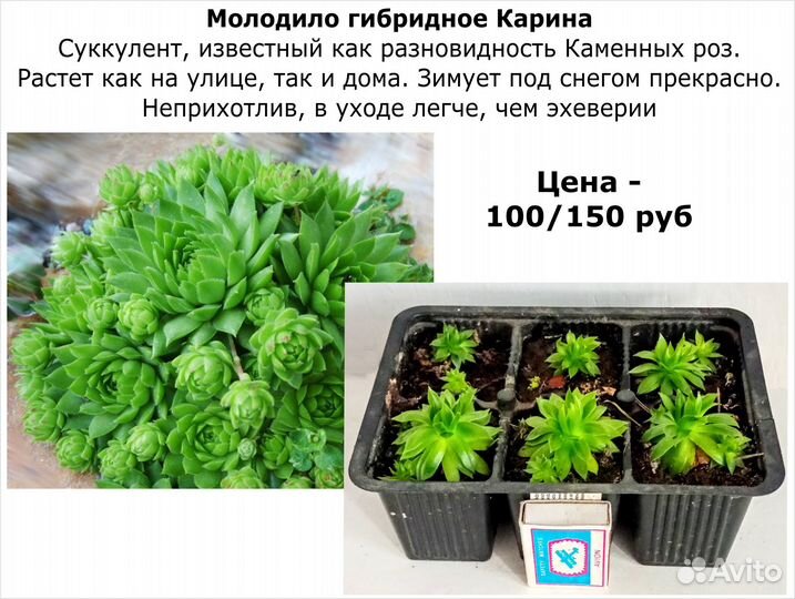 Фикус Аглаонема Суккуленты Строманта Спатифиллум