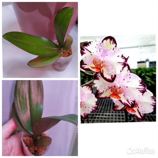 Фаленопсис (орхидея)
