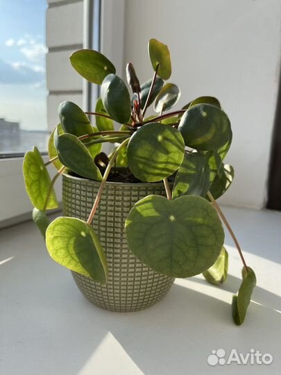 Пилея пеперомиевидная