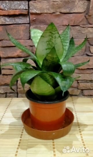 Сансевиерия Ханни