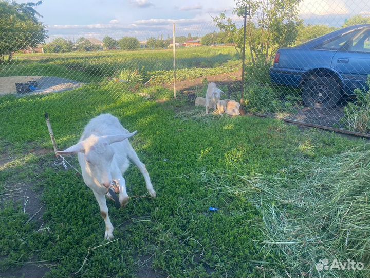 Продаются козы