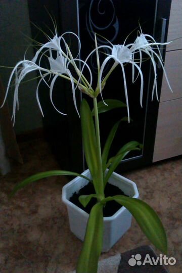 Гименокаллис