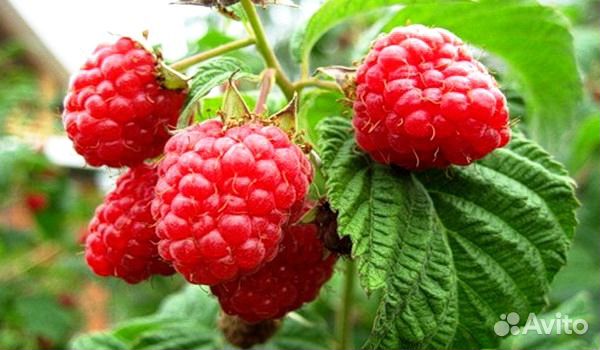 Чай Малиновый, листья лесной малины