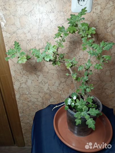 Цветок плектрантус