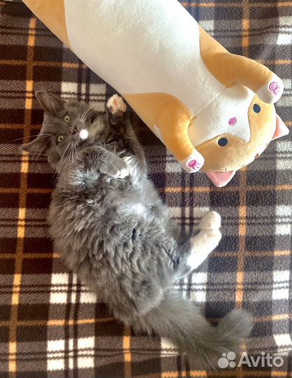 Котенок Куки