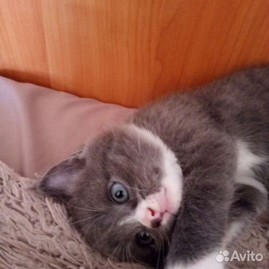 Кошка в дар бесплатно