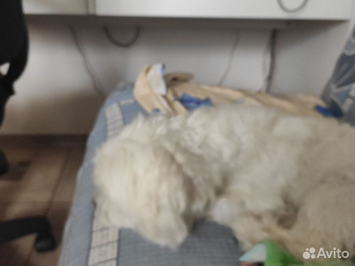 Собака мальтийская болонка