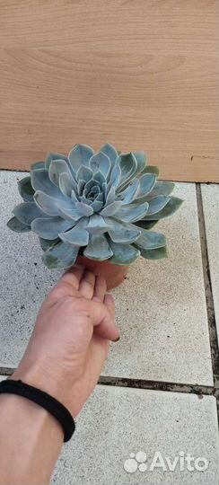 Молодило каменная роза